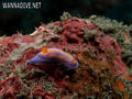 scuba diving photo