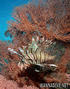 scuba diving photo