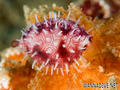 foto de buceo
