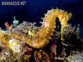foto de buceo