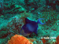 scuba diving photo