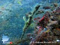 scuba diving photo