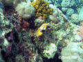 scuba diving photo