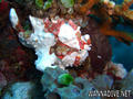 scuba diving photo