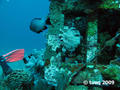 scuba diving photo