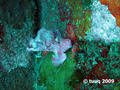 scuba diving photo