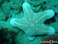 scuba diving photo