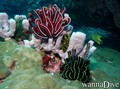 scuba diving photo