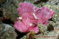 scuba diving photo