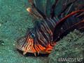 scuba diving photo