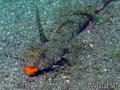 scuba diving photo