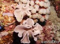 scuba diving photo