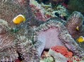 scuba diving photo
