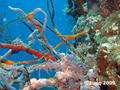 scuba diving photo