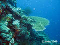 scuba diving photo