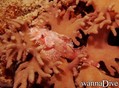 scuba diving photo