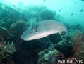 scuba diving photo