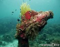 scuba diving photo