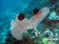 scuba diving photo