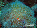 scuba diving photo