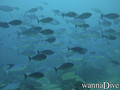 scuba diving photo