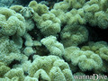 scuba diving photo