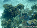 scuba diving photo