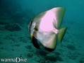 foto de buceo