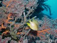 foto de buceo