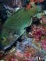 foto de buceo