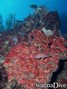 foto de buceo