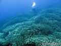 scuba diving photo