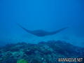 scuba diving photo