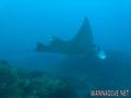scuba diving photo