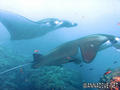 scuba diving photo