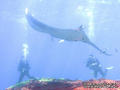 scuba diving photo
