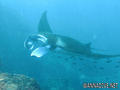 scuba diving photo