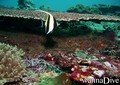 scuba diving photo