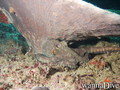 scuba diving photo