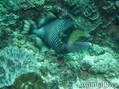 scuba diving photo