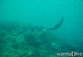 scuba diving photo