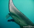 scuba diving photo