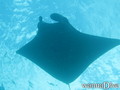 scuba diving photo