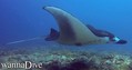 scuba diving photo