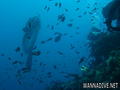scuba diving photo