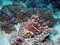 scuba diving photo