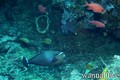 scuba diving photo