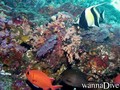 scuba diving photo