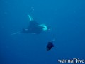 scuba diving photo