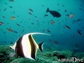 scuba diving photo